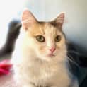 Photo of Pebbles