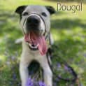 Photo of Dougal