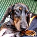Photo of Nellie