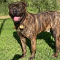 Photo of Sarge