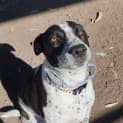 Photo of Rosie