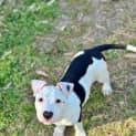 Photo of Beretta
