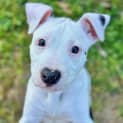 Photo of Beretta