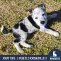 Photo of Tofu 9 Week Old Border Collie X Cattle Dog (Hold