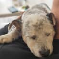 Photo of Tofu 9 Week Old Border Collie X Cattle Dog (Hold