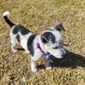 Photo of Tofu 9 Week Old Border Collie X Cattle Dog (Hold