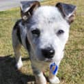 Photo of Tofu 9 Week Old Border Collie X Cattle Dog (Hold