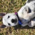 Photo of Tofu 9 Week Old Border Collie X Cattle Dog (Hold