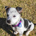 Photo of Tofu 9 Week Old Border Collie X Cattle Dog (Hold
