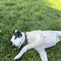 Photo of 🐶 George C04516 🐶