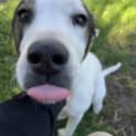 Photo of 🐶 George C04516 🐶