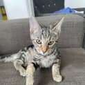 Photo of Almo