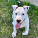 Photo of Beretta