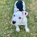 Photo of Beretta