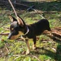 Photo of Possum