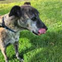 Photo of Buddy