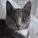 Photo of Niro