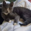 Photo of Niro