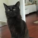 Photo of Ishka ** 2nd Chance Cat Rescue**