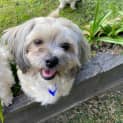 Photo of Penny 3 Year Old Shih Tzu Cross