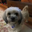 Photo of Penny 3 Year Old Shih Tzu Cross