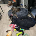 Photo of Ebony