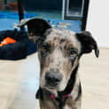 Photo of Ebony