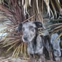 Photo of Ebony