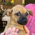 Photo of Ramona (Chi Mix Puppy)