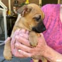 Photo of Ramona (Chi Mix Puppy)