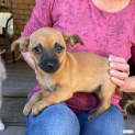 Photo of Ramona (Chi Mix Puppy)