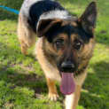 Photo of Douggie