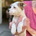 Photo of Carmen (Chi Mix Puppy)