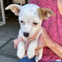 Photo of Carmen (Chi Mix Puppy)