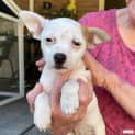Photo of Carmen (Chi Mix Puppy)