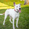 Photo of Casper