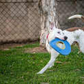 Photo of Casper