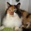 Photo of Mocha