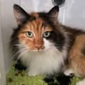 Photo of Mocha