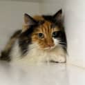 Photo of Mocha