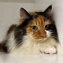Photo of Mocha