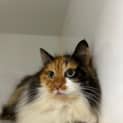 Photo of Mocha