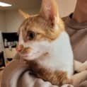 Photo of ๐ป Buttercup ๐ป