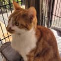 Photo of ๐ป Buttercup ๐ป