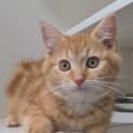 Photo of Bambino 