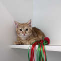 Photo of Bambino 