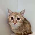 Photo of Bambino 