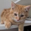 Photo of Bambino 