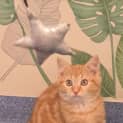 Photo of Bambino 