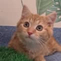 Photo of Bambino 